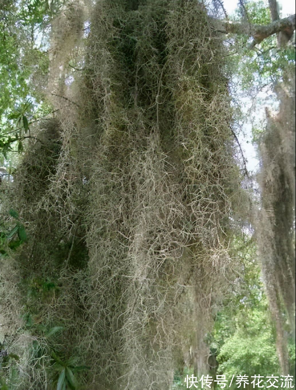 适合养在客厅的5种小众盆栽绿植,过完年后就可以考虑入手