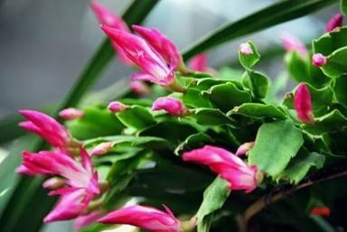 盆里扔个圆“球球”,蟹爪兰长疯了,开成一个大圆“球”!