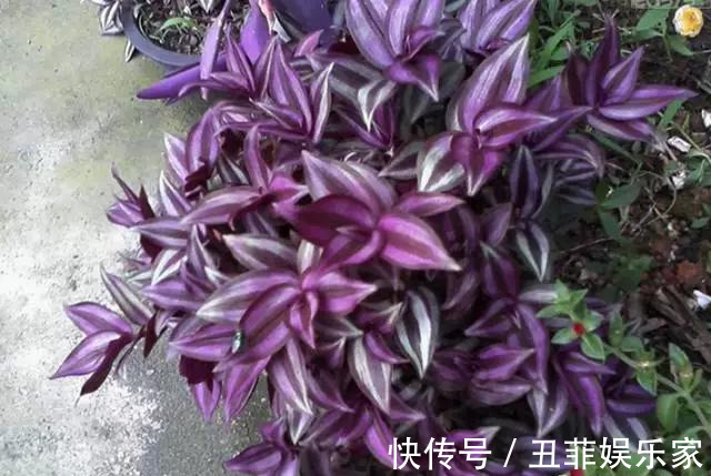 这3种吊兰千万别这么养,不然疯长爆芽,控制不住!