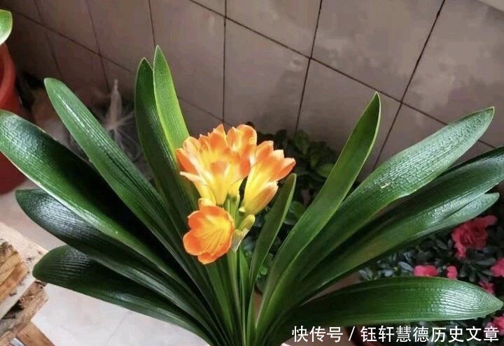 泥土|户外挖“2种土”养花,君子兰长得像“大白菜”,茉莉花“爆盆”