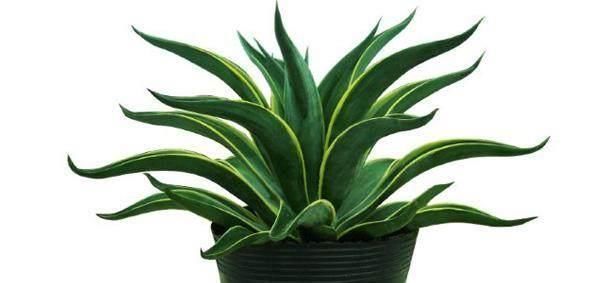 这种盆栽绿植,耐旱性强,叶缘有非常清晰的黄色镶边