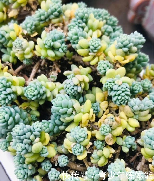 花市大捡漏，10种花现在买特合适，养一养就爆盆！