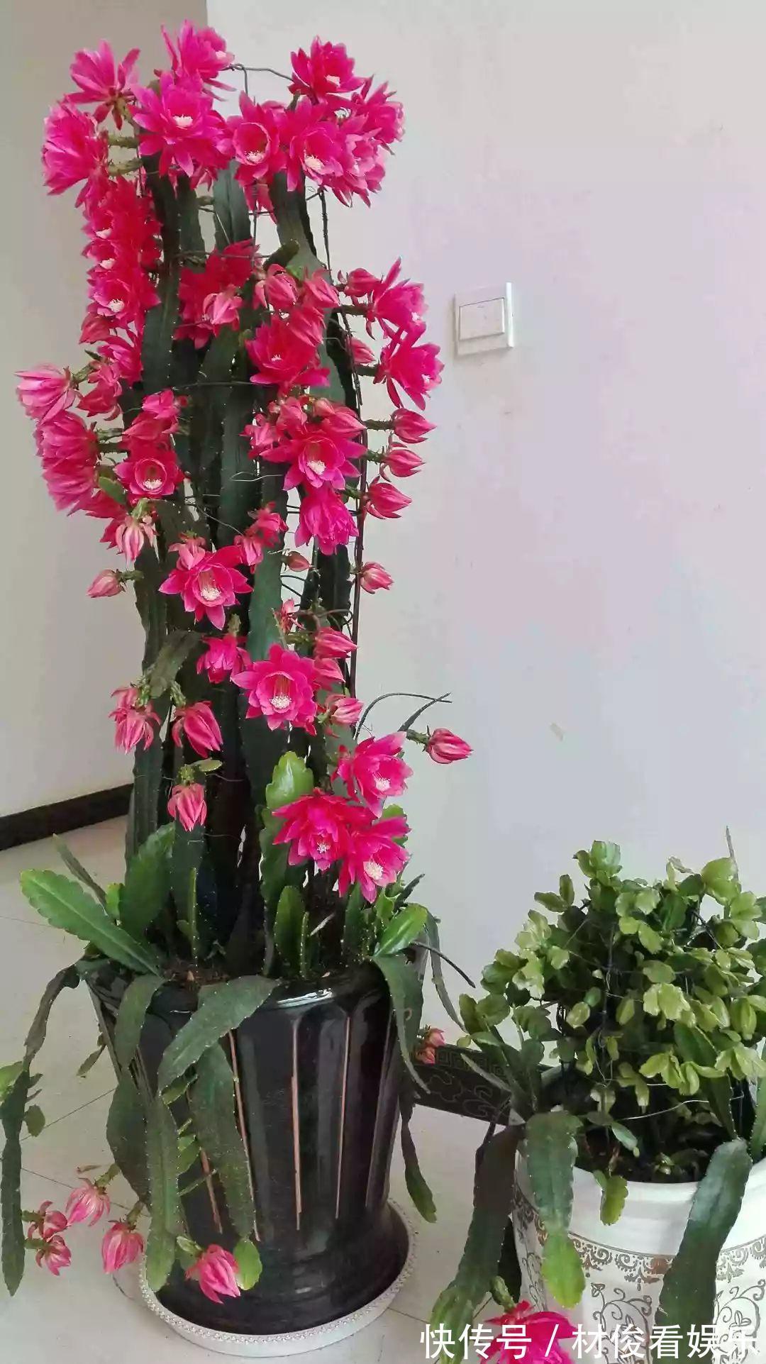 姜荷花|大爷养的“荷花”,窜的房顶高,垂下来变成花瀑布!