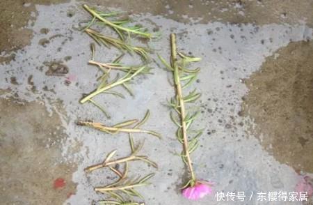 漂亮|6种漂亮花,夏天快扦插,越热越生根,30天就开花,适合急性子养