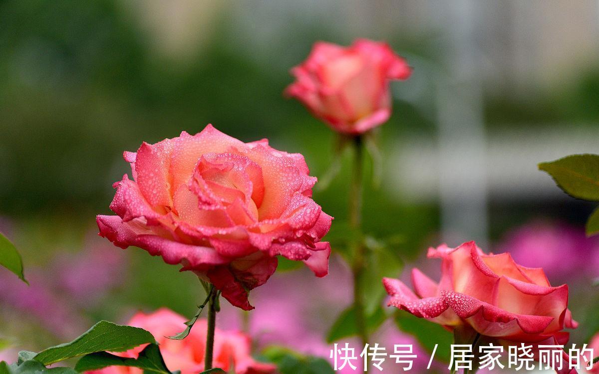 侧枝|月季花开完花后,学会几点修剪方法,又会开花多又艳