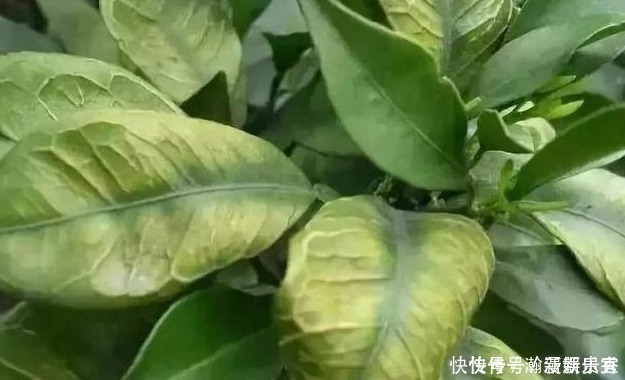 油绿|食用醋也能用来养花,隔壁王大爷分享3个小窍门,叶片油绿开花多