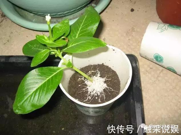 1把沙子撒盆里，土不板结根不烂，叶不黄小飞虫也没了！