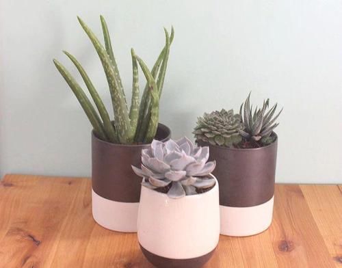 养死|这9个养护误区,导致很多人的盆栽养死,你做错了哪点了