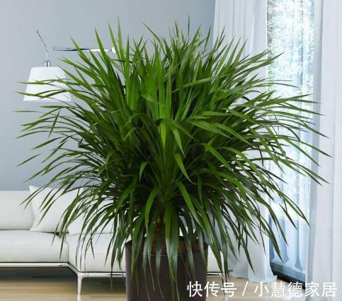 漂亮|6种“懒人花”吉利又漂亮,客厅养一盆,一个月不浇,也能挤爆盆