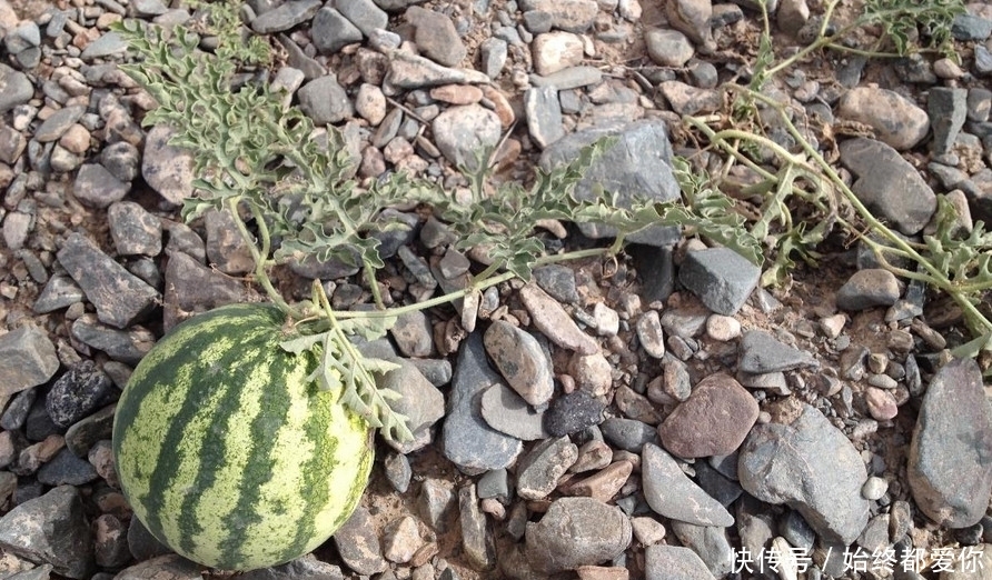 戈壁|长在戈壁石头缝里的西瓜,你吃过吗?