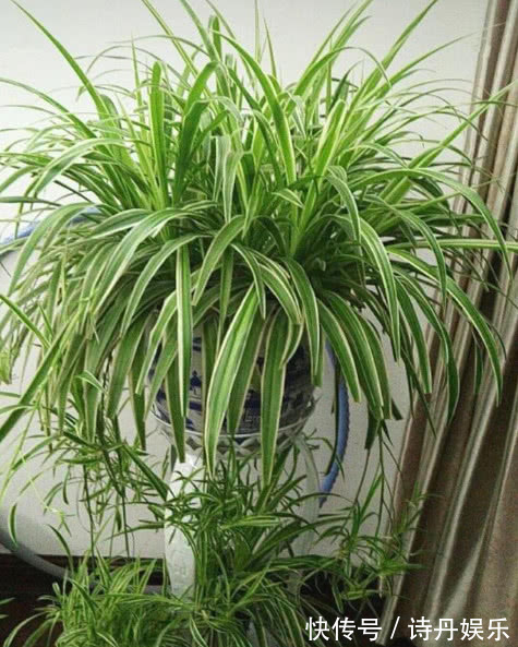 吊兰干尖黄叶掌握关键“3点”,1整年叶片绿油油,开花爆满盆!