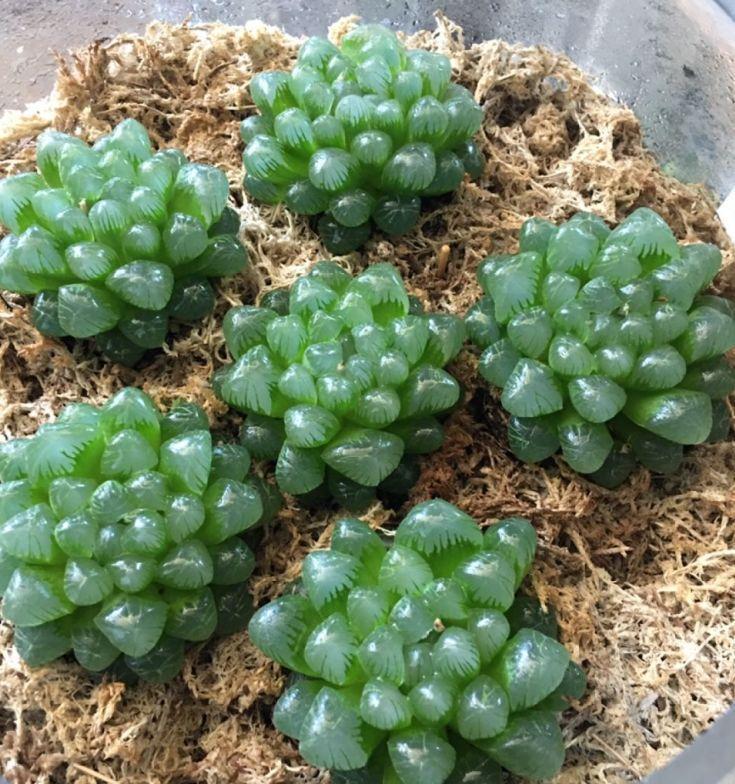 养多肉不会选盆?3个方法,教你一次选对花盆