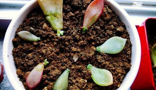 浇水|“养多肉需多晒太阳、少浇水?”大错特错,这3阶段正好一反