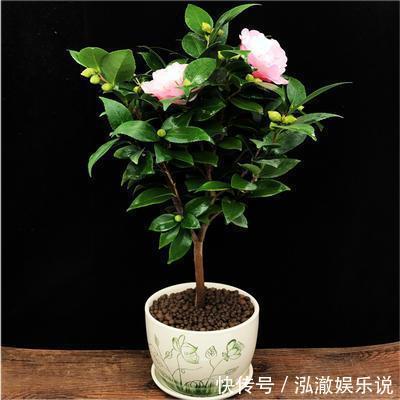 花盆|家里有这3种花,看到这几种“迹象”,别浇水了,先换盆才能养活