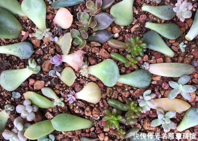 多肉养1盆死1盆?记住这4条规则就能一个劲地长,又肥又漂亮