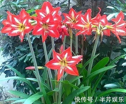 “此花”一年开4、5次，好养开花美，朋友看了多夸赞，比君子兰强