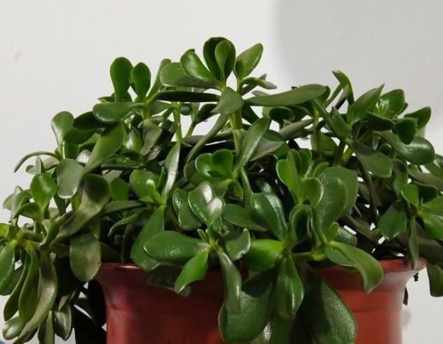 家里有6种花,赶紧擦点啤酒,保管长得绿油油,效果比施肥还好