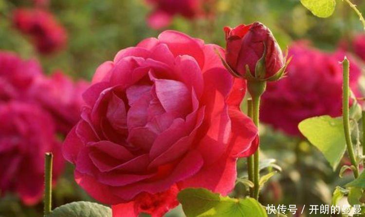 4种花好养又便宜,对待新手很友好,不会心痛