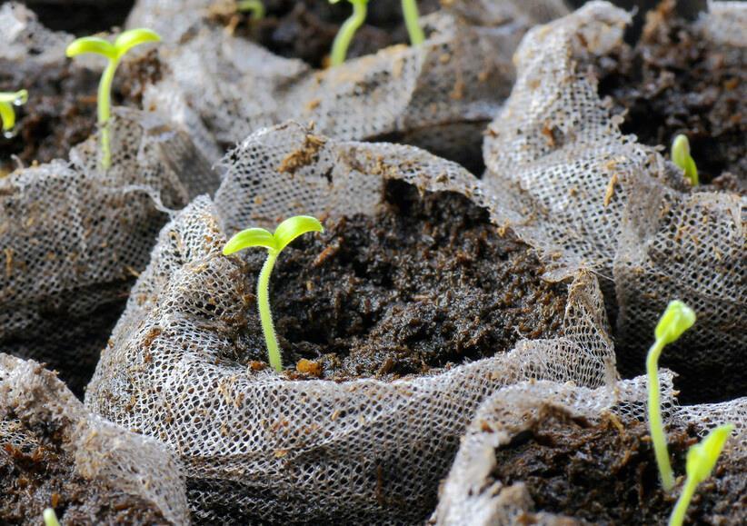黄豆|三种低成本,不费事,不费时的花肥,轻松养好花