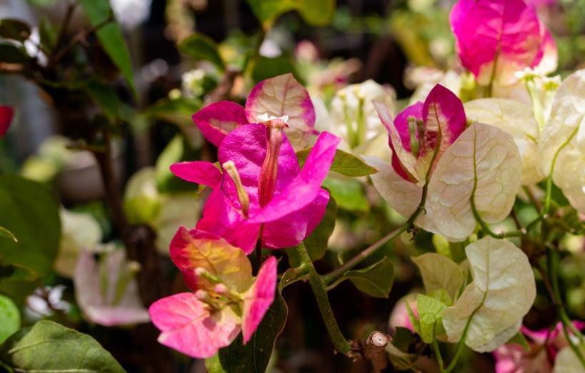 品种|三角梅这样养,全年都能有花看,养好了还能见花不见叶