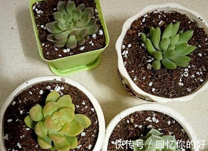 养花种草,土壤结冰该怎么办?马上换盆土,一刻都不要多等