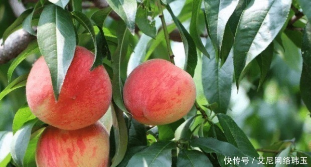 桃子|老中医警告:吃完桃子后不能碰它,不然等于滋养“癌细胞”!