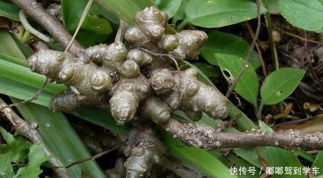 它与“三七”同名，却极少人知道价值，常被荒废，120元一斤！