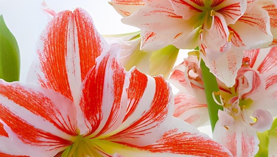 为什么盆栽朱顶红至少选用5个种球