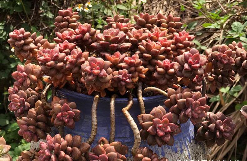 多肉悬崖桩|多肉悬崖桩栽种的时候不好固定？只需一根铁丝或铝丝即可轻松搞定