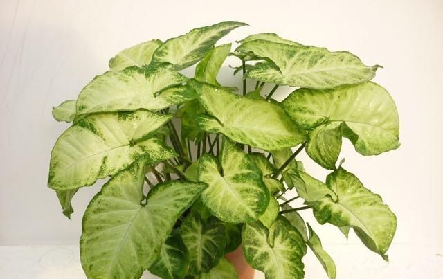 不会养花的花友们,就养这几种,养不好算我输