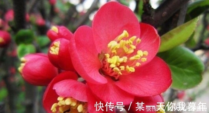 4种花是花中劳模,一年四季开花不断,养家里1盆,开花富贵