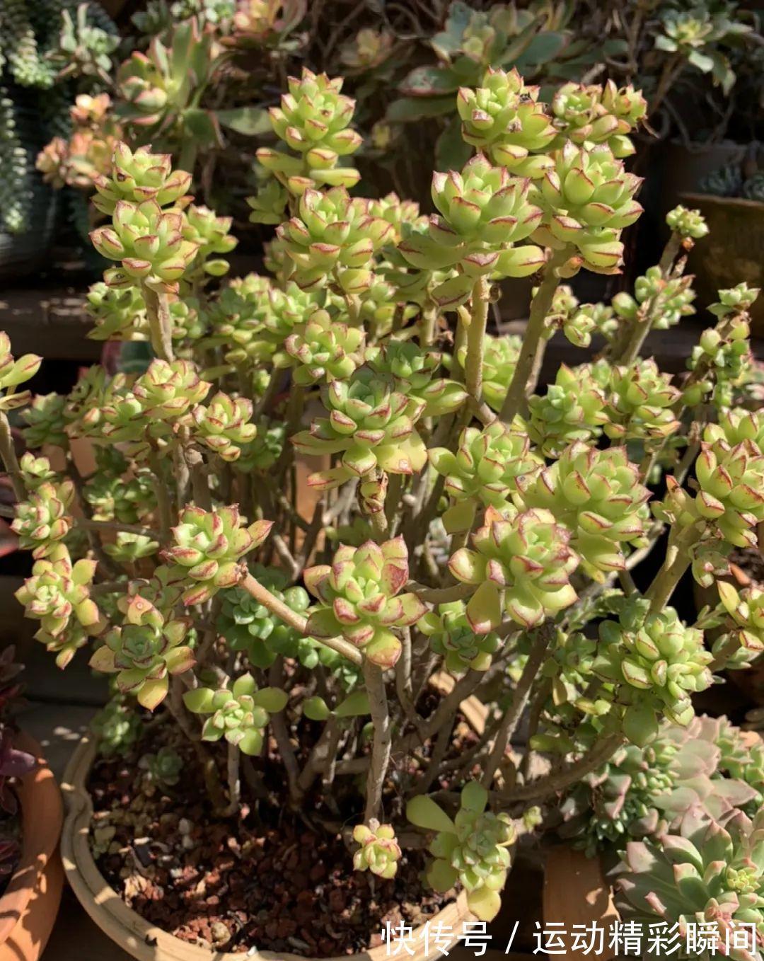 十几年的多肉“妖精”,自然老桩头,造型太美