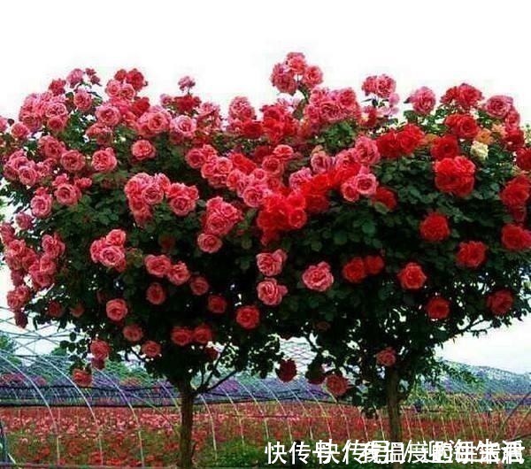 它被誉为“花中皇后”,一年开花200天,花香浓郁,不种太可惜!