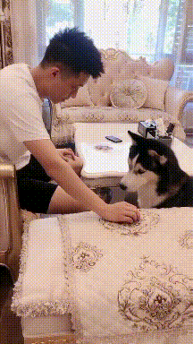 |搞笑GIF:看什么看?赶紧来救我,真装不下去了