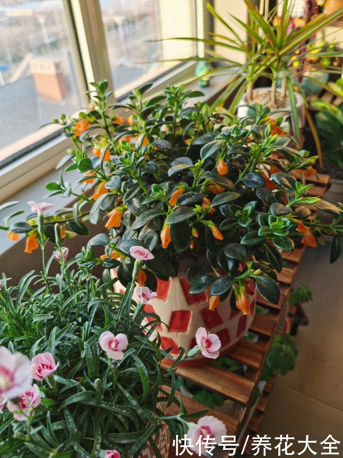 紫米粒|沾土就活的花，叶子掉土里，呼呼蹿出小肉芽