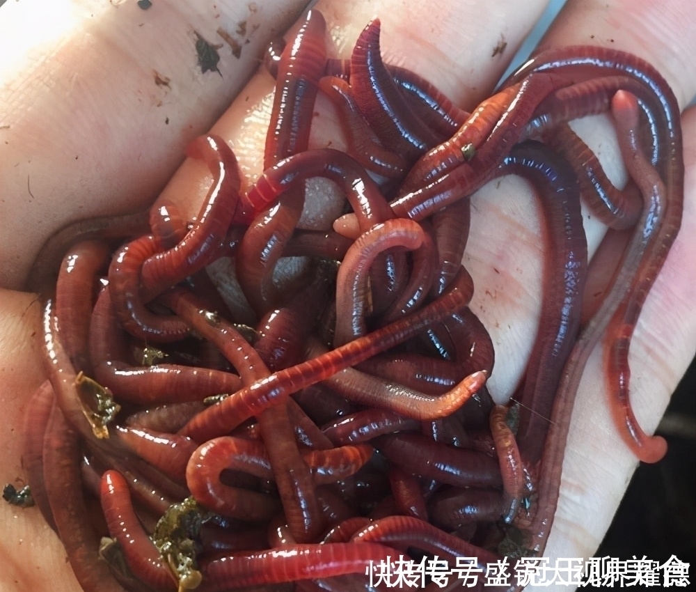 钩子|蚯蚓挂法优劣对比,根据鱼情做最优选择,渔获显著提升
