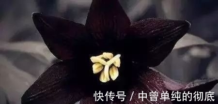 夜皇后|盘点:20种世界上最黑的花,黑的美,黑的妙,黑的呱呱叫