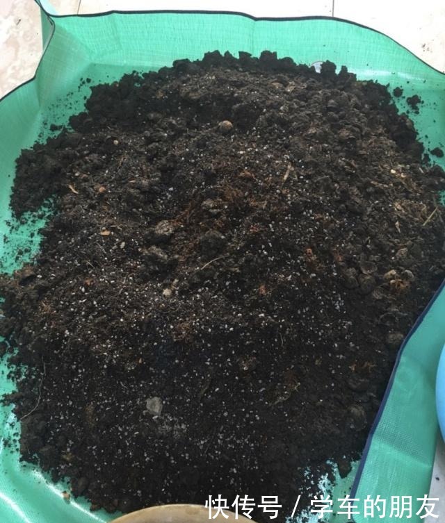 户外挖“2种土”养花，君子兰长得像“大白菜”，茉莉花“爆盆”！