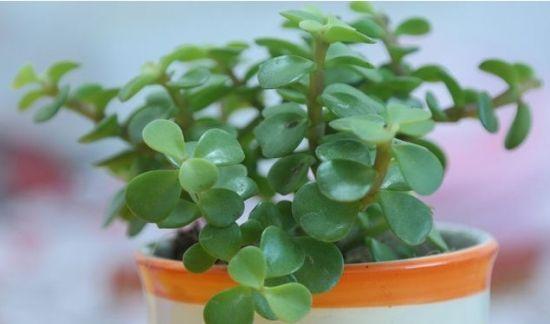 金枝玉叶|盆栽金枝玉叶,3个机遇把握住,叶片晶晶亮,长成昂贵的盆景