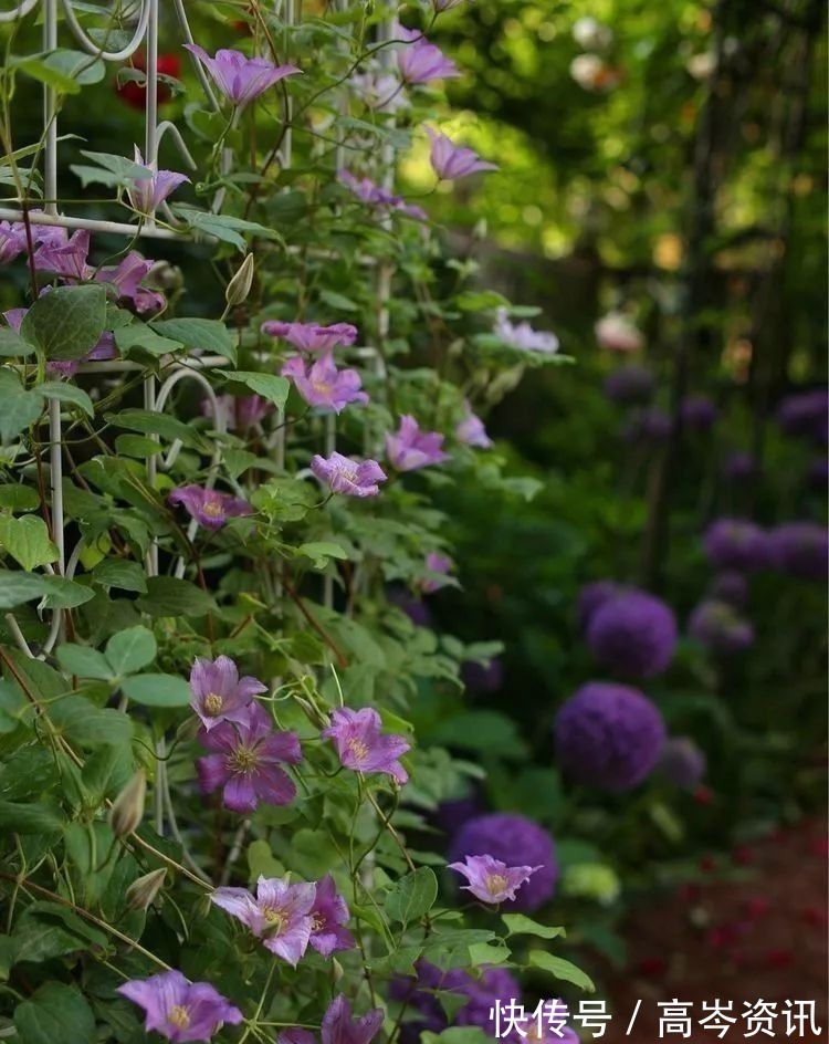 小区|坐拥270㎡大院子,她如何用五年时间,打造成了全小区最美的花园