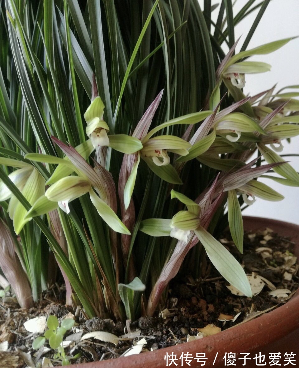 秋天养兰花,给它喂上2种“出芽肥”,新芽嗖嗖冒、年底开花多
