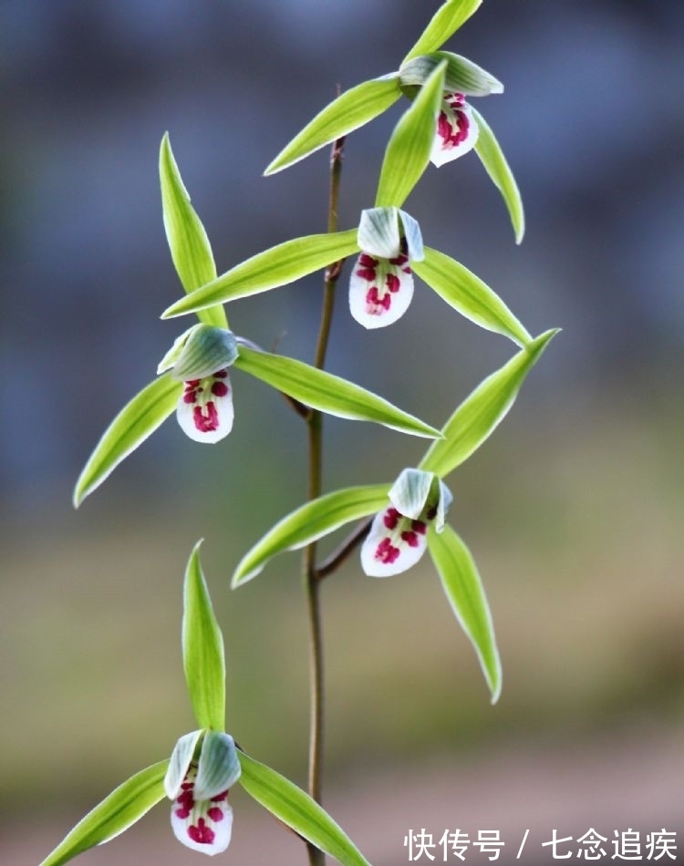 此兰是我国“独有”,古香古色,潇洒飘逸,放在客厅尽显大气