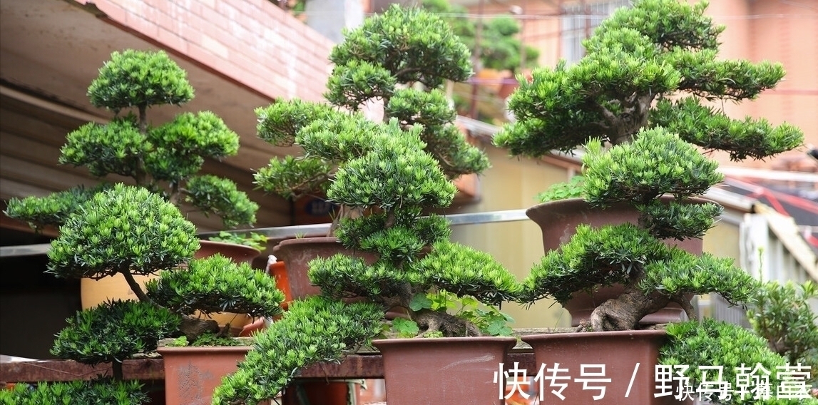 三种“富贵”树，能当盆景“传家宝”，喜庆吉祥上档次