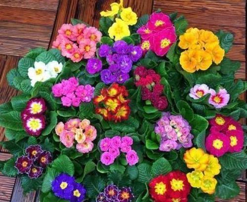 4种女神花,名字好听花更美,颜值超高的