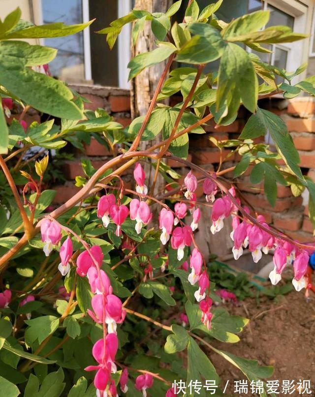 农村人都爱种的5种花，没啥名气，开花却漂亮极了!