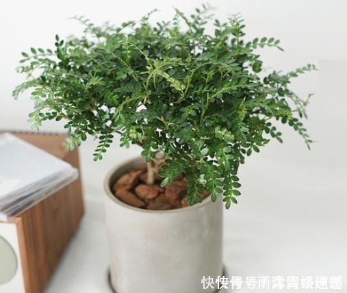 君子兰喜肥|懂花的人只养“3种花”，有“旺财”的寓意，摆在客厅最合适！