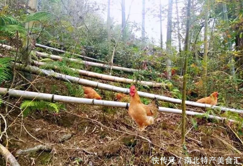 养殖|购买的土鸡吃着不香,你买的可能不是正宗土鸡