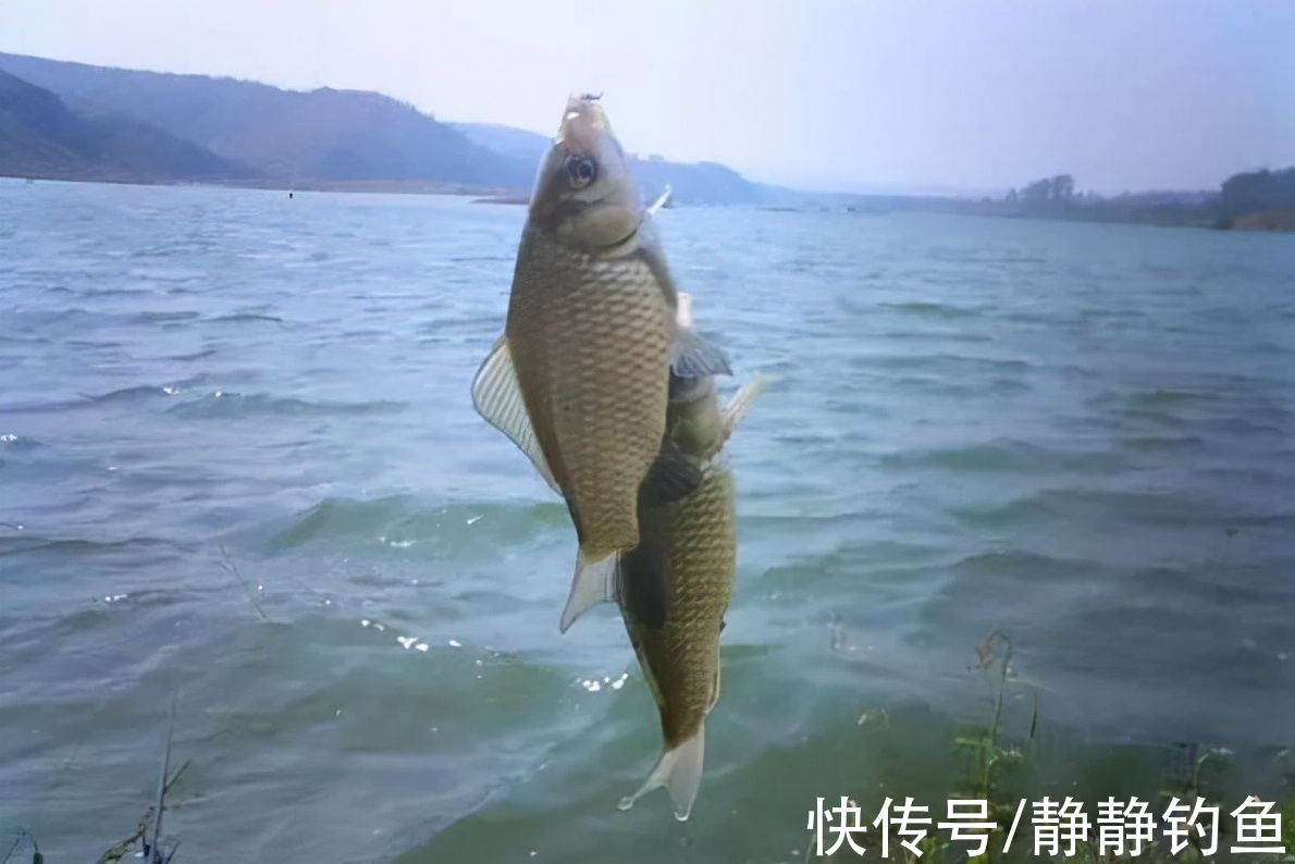 浮钓鲫鱼的六种情形,多数人还不晓得,老司机倾囊相授,涨见识了
