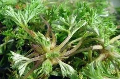 价值|农村的野菜,味道比肉还鲜,价值珍贵,一斤80元,你可能错过了