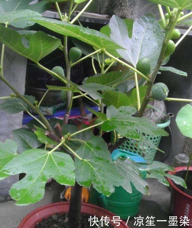 春季种盆栽果树,用4个小技巧,果子结的多又大,有阳台就能种!